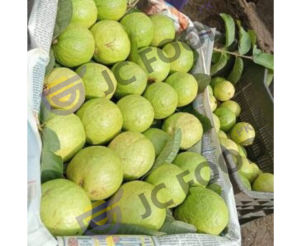 Guava